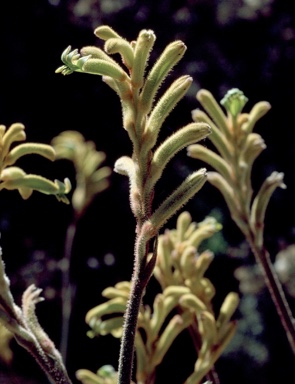 APII jpeg image of Anigozanthos 'Bush Beacon'  © contact APII