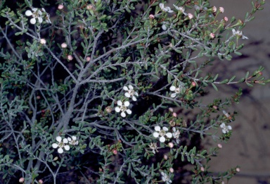 APII jpeg image of Cyathostemon sp. Esperance (A.Fairall 2431)  © contact APII