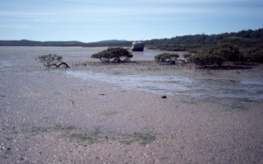 APII jpeg image of Avicennia marina  © contact APII