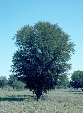 APII jpeg image of Archidendropsis basaltica  © contact APII