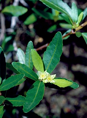 APII jpeg image of Anodopetalum biglandulosum  © contact APII