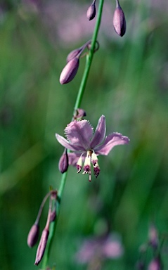 APII jpeg image of Arthropodium milleflorum  © contact APII