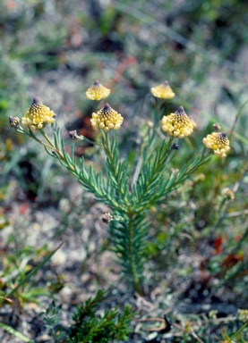 APII jpeg image of Comesperma flavum  © contact APII