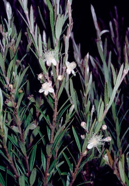 APII jpeg image of Austromyrtus tenuifolia  © contact APII