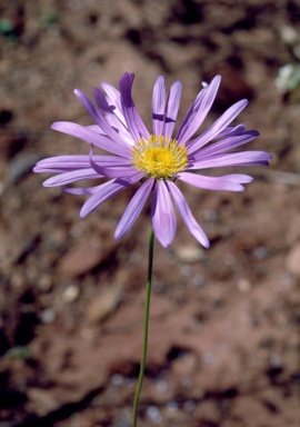 APII jpeg image of Pembertonia latisquamea  © contact APII