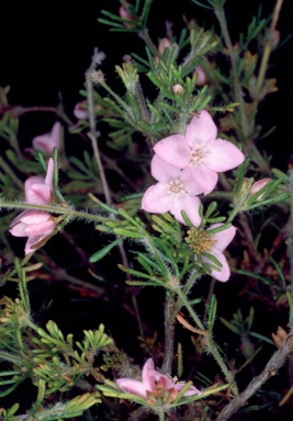 APII jpeg image of Boronia albiflora  © contact APII