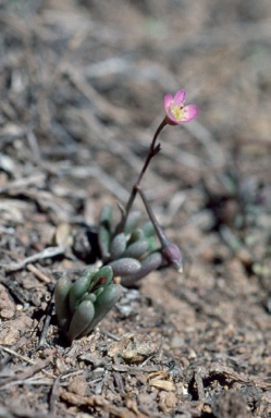 APII jpeg image of Calandrinia eremaea  © contact APII