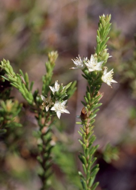 APII jpeg image of Calytrix brownii  © contact APII