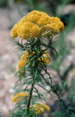 APII jpeg image of Cassinia decipiens  © contact APII