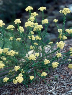 APII jpeg image of Cassinia denticulata  © contact APII