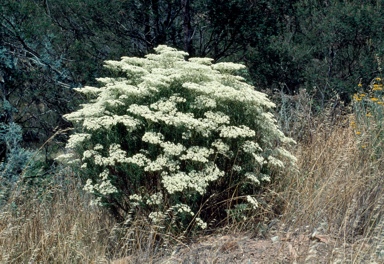 APII jpeg image of Cassinia longifolia  © contact APII