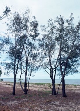 APII jpeg image of Casuarina equisetifolia  © contact APII