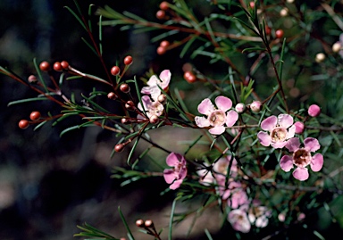 APII jpeg image of Chamelaucium uncinatum 'Murfit Rose'  © contact APII