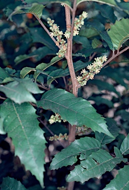 APII jpeg image of Cupaniopsis serrata  © contact APII