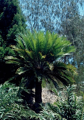 APII jpeg image of Cycas megacarpa  © contact APII