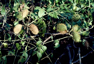 APII jpeg image of Caesalpinia major  © contact APII