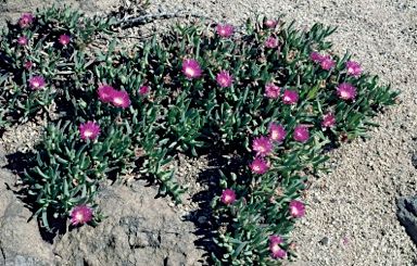 APII jpeg image of Carpobrotus rossii  © contact APII