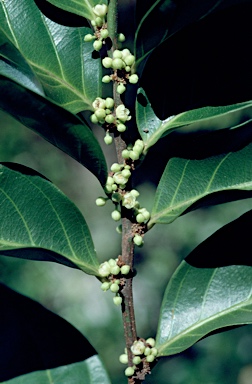 APII jpeg image of Casearia grewiifolia var. gelonioides  © contact APII