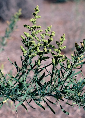 APII jpeg image of Chenopodium nitrariaceum  © contact APII