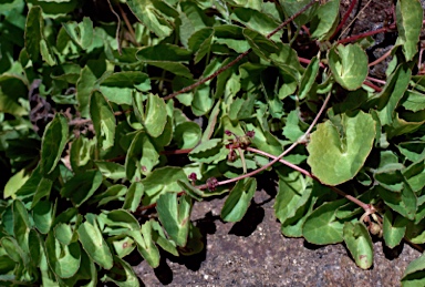 APII jpeg image of Centella asiatica  © contact APII