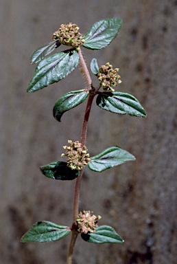 APII jpeg image of Euphorbia hirta  © contact APII