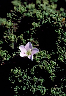 APII jpeg image of Veronica densifolia  © contact APII