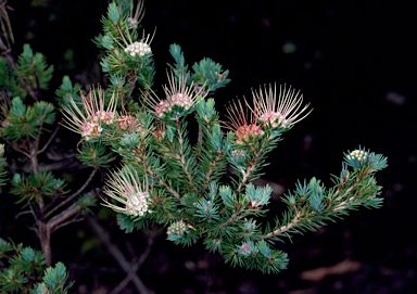 APII jpeg image of Darwinia fascicularis  © contact APII