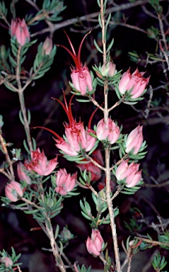 APII jpeg image of Darwinia grandiflora  © contact APII