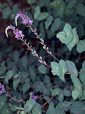 APII jpeg image of Veronica perfoliata  © contact APII