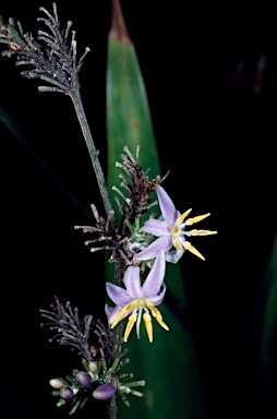 APII jpeg image of Dianella atraxis  © contact APII