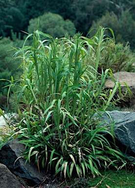 APII jpeg image of Dianella caerulea var. assera  © contact APII