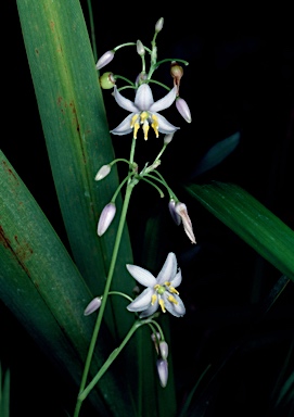 APII jpeg image of Dianella odorata  © contact APII