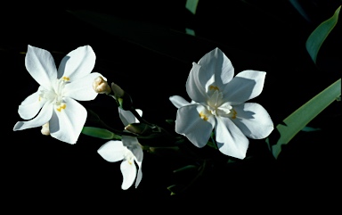 APII jpeg image of Dietes robinsoniana  © contact APII