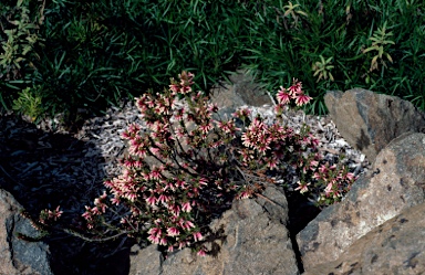 APII jpeg image of Epacris calvertiana var. versicolor  © contact APII