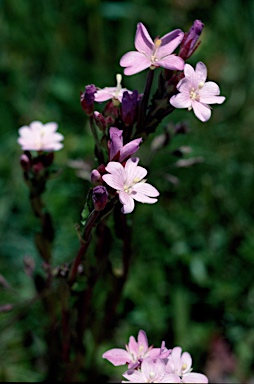 APII jpeg image of Epilobium gunnianum  © contact APII