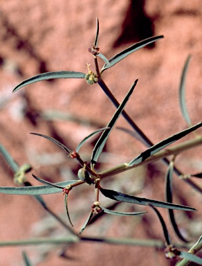 APII jpeg image of Euphorbia tannensis subsp. eremophila  © contact APII