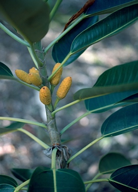 APII jpeg image of Ficus pleurocarpa  © contact APII