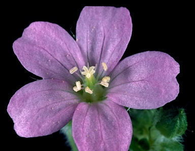 APII jpeg image of Geranium solanderi  © contact APII