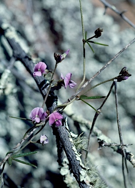 APII jpeg image of Glycine clandestina  © contact APII