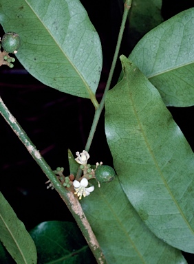 APII jpeg image of Glycosmis trifoliata  © contact APII