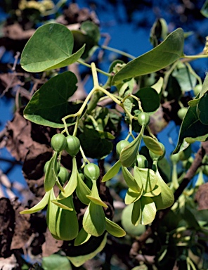 APII jpeg image of Gyrocarpus americanus  © contact APII