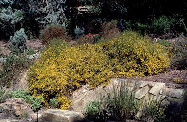 APII jpeg image of Hibbertia empetrifolia  © contact APII