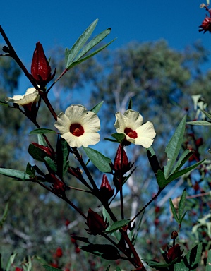 APII jpeg image of Hibiscus sabdariffa  © contact APII