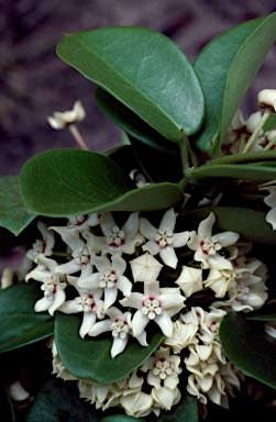 APII jpeg image of Hoya australis subsp. australis  © contact APII