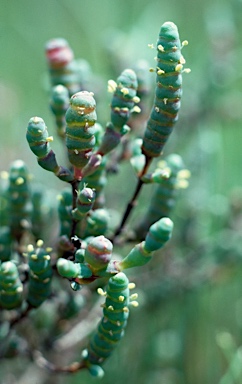 APII jpeg image of Tecticornia leptoclada  © contact APII