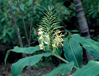 APII jpeg image of Hedychium gardnerianum  © contact APII