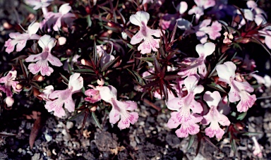 APII jpeg image of Hemiandra pungens  © contact APII