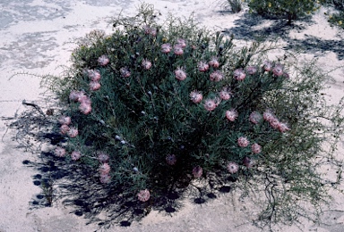 APII jpeg image of Isopogon divergens  © contact APII