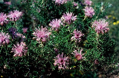 APII jpeg image of Isopogon dubius  © contact APII