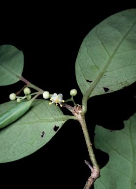 APII jpeg image of Ilex arnhemensis subsp. arnhemensis  © contact APII